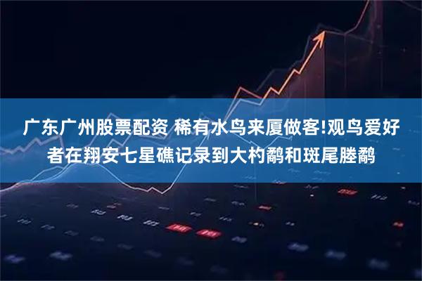 广东广州股票配资 稀有水鸟来厦做客!观鸟爱好者在翔安七星礁记录到大杓鹬和斑尾塍鹬